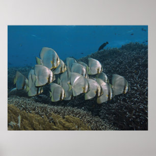 Batfish am Riff Poster