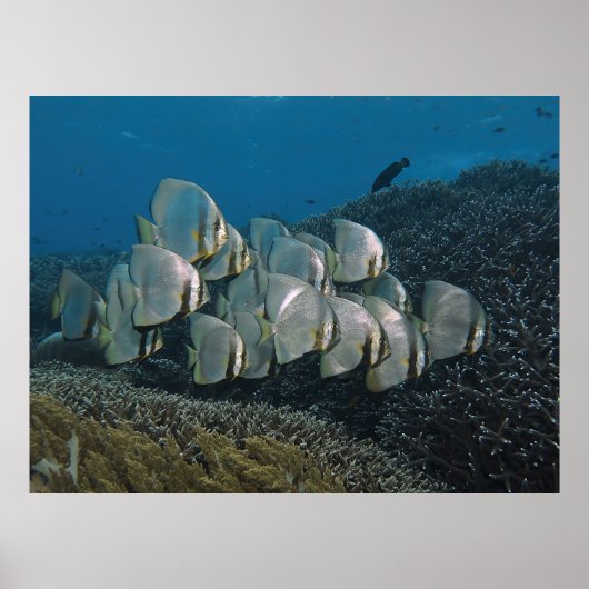 Batfish am Riff Poster (Vorne)
