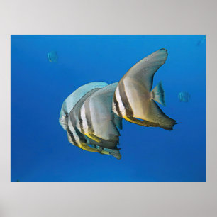 Batfish Inspektion Poster