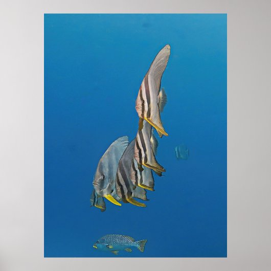 Batfish Parade Poster (Vorne)