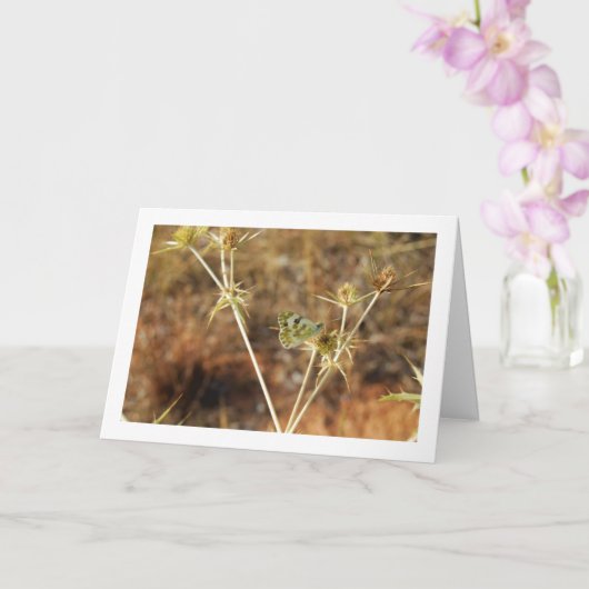 Bath White Butterfly, Pontia Daplidice Karte (Orchidee)