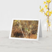 Bath White Butterfly, Pontia Daplidice Karte (Gelbe Blume)