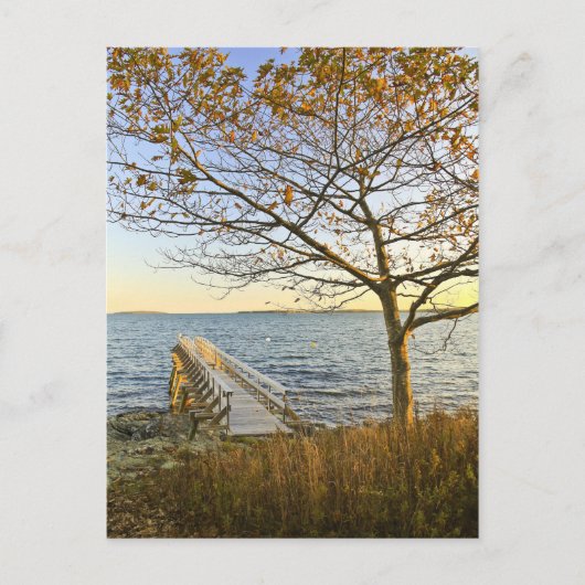 Bathed in Golden Light Postkarte (Vorderseite)