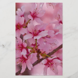 Bathed in rosa japanischen Kirschblüten