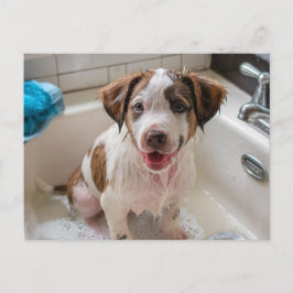 Bathtime Puppy in Sink Postcard Postkarte