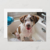 Bathtime Puppy in Sink Postcard Postkarte (Vorne/Hinten)