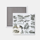 Batrachianer und andere Amphibien Magnet (Vorderseite/Rückseite)