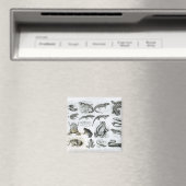 Batrachianer und andere Amphibien Magnet (In Situ (Geschirrspüler))
