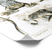 Batrachianer und andere Amphibien Poster (Ecke)