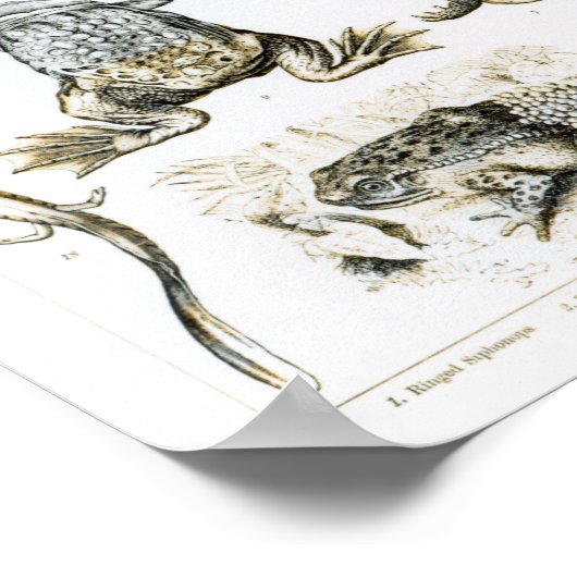 Batrachianer und andere Amphibien Poster (Ecke)