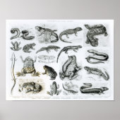 Batrachianer und andere Amphibien Poster (Vorne)
