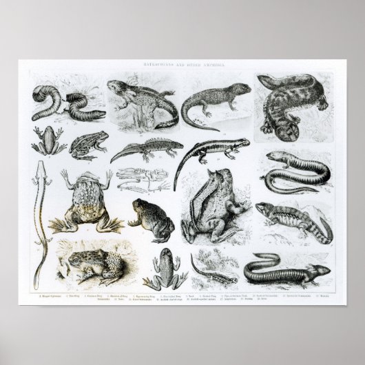 Batrachianer und andere Amphibien Poster (Vorne)