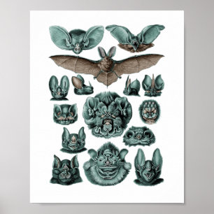 Bats Chiroptera Plate 67 Poster