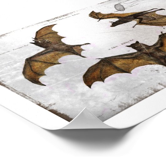 Bat's Educational Plate Poster (Ecke)