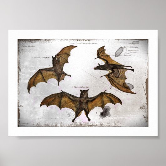 Bat's Educational Plate Poster (Vorne)