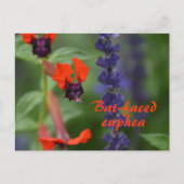 Battgedeckte Blume Fotografisch Botanisch Postkarte (Vorderseite)