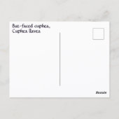 Battgedeckte Blume Fotografisch Botanisch Postkarte (Rückseite)