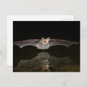 Batttrinken im Flugzeug, Arizona Postkarte (Vorne/Hinten)