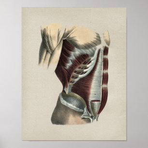 Bauchmuskeln menschliche Anatomie Vintage-Druck Poster
