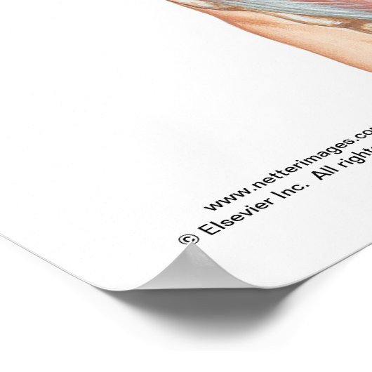 Bauchmuskeln Poster (Ecke)