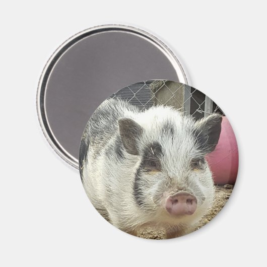 Bauchschweine Magnet (Vorderseite/Rückseite)