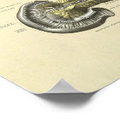 Bauchspeicheldrüseninterne Anatomie Poster (Ecke)