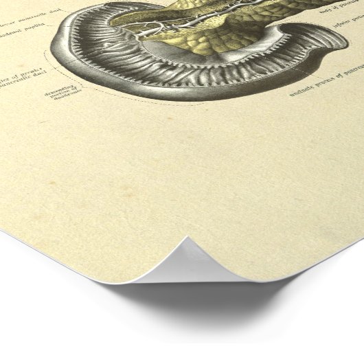 Bauchspeicheldrüseninterne Anatomie Poster (Ecke)