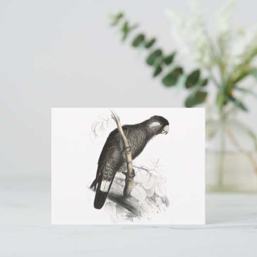 Baudin's Cockatoo von Edward Lear Postkarte (Stehend Vorderseite)