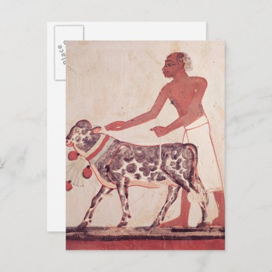 Bauer, der eine Kuh zum Opfer führt Postkarte (Vorne/Hinten)