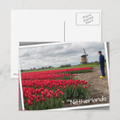 Bauer, der seine Tulpen und seine Windmühle inspiz Postkarte (Vorne/Hinten)