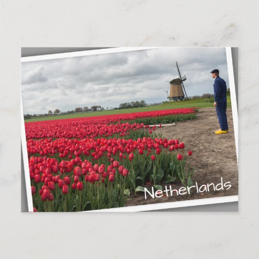 Bauer, der seine Tulpen und seine Windmühle inspiz Postkarte (Vorderseite)