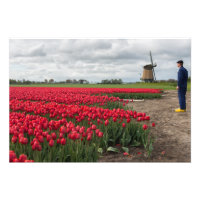 Bauer, der seine Tulpen und seine Windmühle kontro