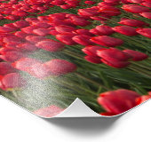 Bauer, der seine Tulpen und seine Windmühle kontro Fotodruck (Ecke)