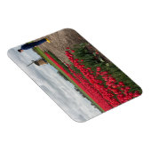 Bauer, der seine Tulpen und seine Windmühle kontro Magnet (Rechte Seite)