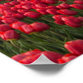 Bauer, der seine Tulpen und seine Windmühle kontro Poster (Ecke)