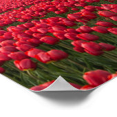 Bauer, der seine Tulpen und seine Windmühle kontro Poster (Ecke)