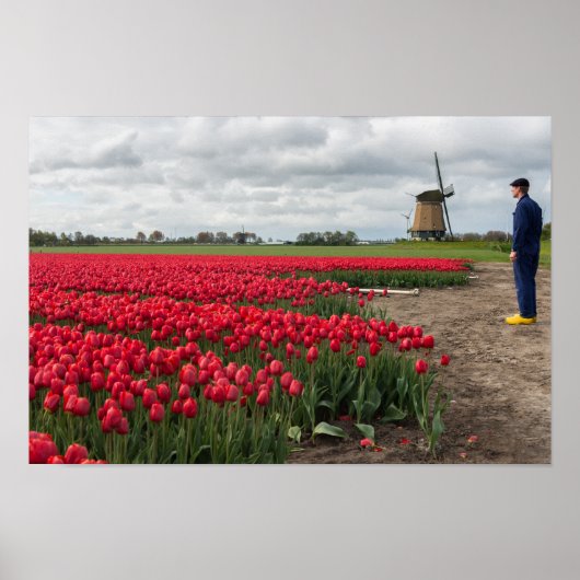 Bauer, der seine Tulpen und seine Windmühle kontro Poster (Vorne)