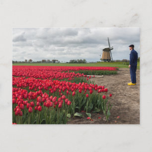 Bauer, der seine Tulpen und seine Windmühle kontro Postkarte