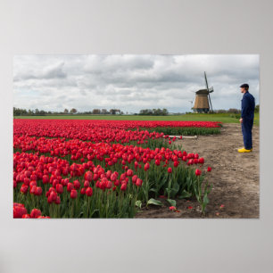 Bauer, der seine Tulpen und Windmühle kontrolliert Poster