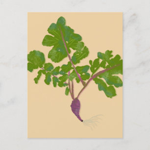 Bauer Radieschen Rüben Pflanzen Gartenbau Postkarte