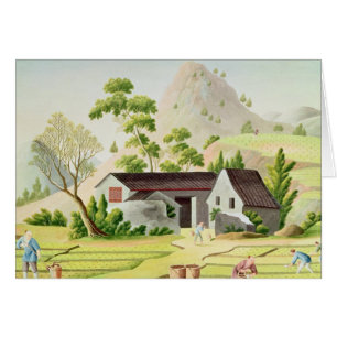 Bauern auf den Paddy-Gebieten