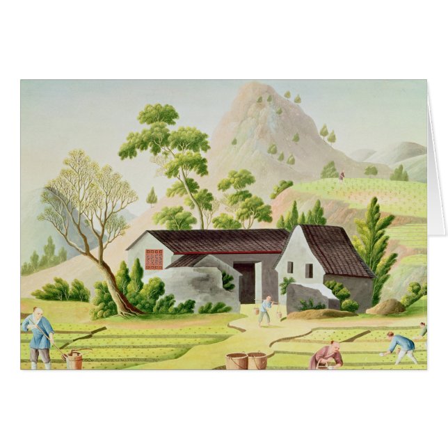 Bauern auf den Paddy-Gebieten (Vorderseite (Horizontal))