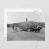 Bauern Cutting Hay, 1906 Postkarte (Vorne/Hinten)