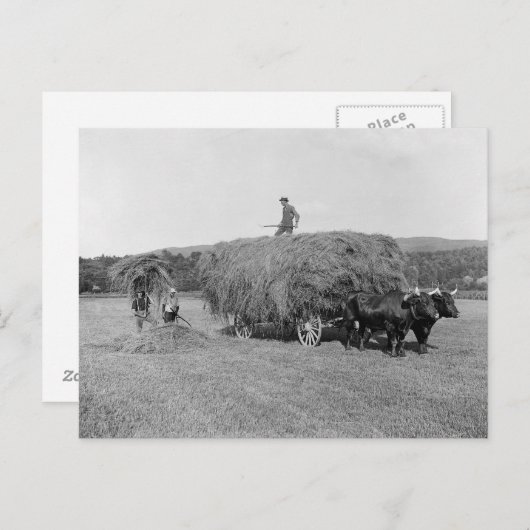 Bauern Cutting Hay, 1906 Postkarte (Vorne/Hinten)