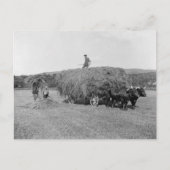 Bauern Cutting Hay, 1906 Postkarte (Vorderseite)