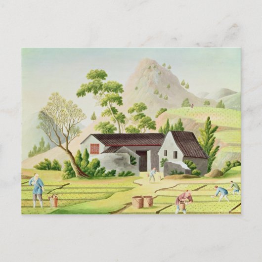 Bauern in den Paddy Fields Postkarte (Vorderseite)