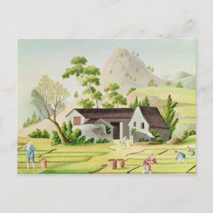 Bauern in den Paddy Fields Postkarte