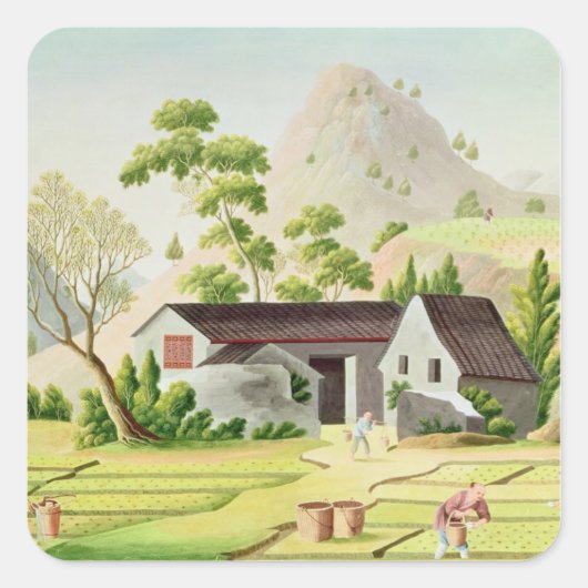 Bauern in den Paddy Fields Quadratischer Aufkleber (Vorderseite)