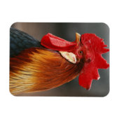 Bauernhof-Hausschuhe Magnet (Horizontal)