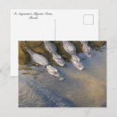 Bauernhof St. Augustine Alligator Nr. 2 Postkarte (Vorne/Hinten)